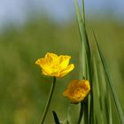 Blütengelb auf der Wiese