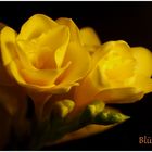 Blütengold
