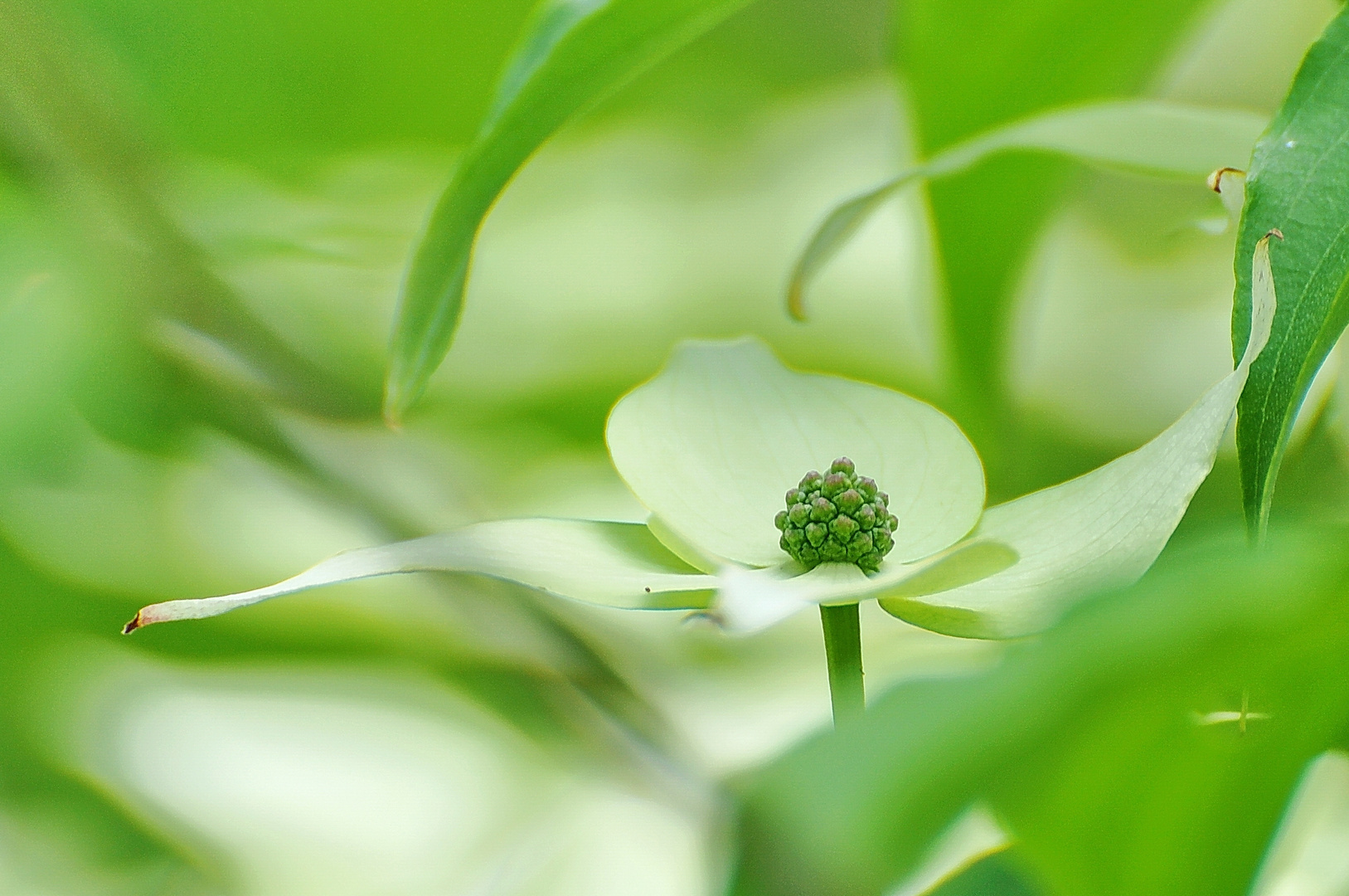 Blütenhartriegel (Cornus kousa ´Milky Way´)