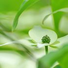 Blütenhartriegel (Cornus kousa ´Milky Way´)