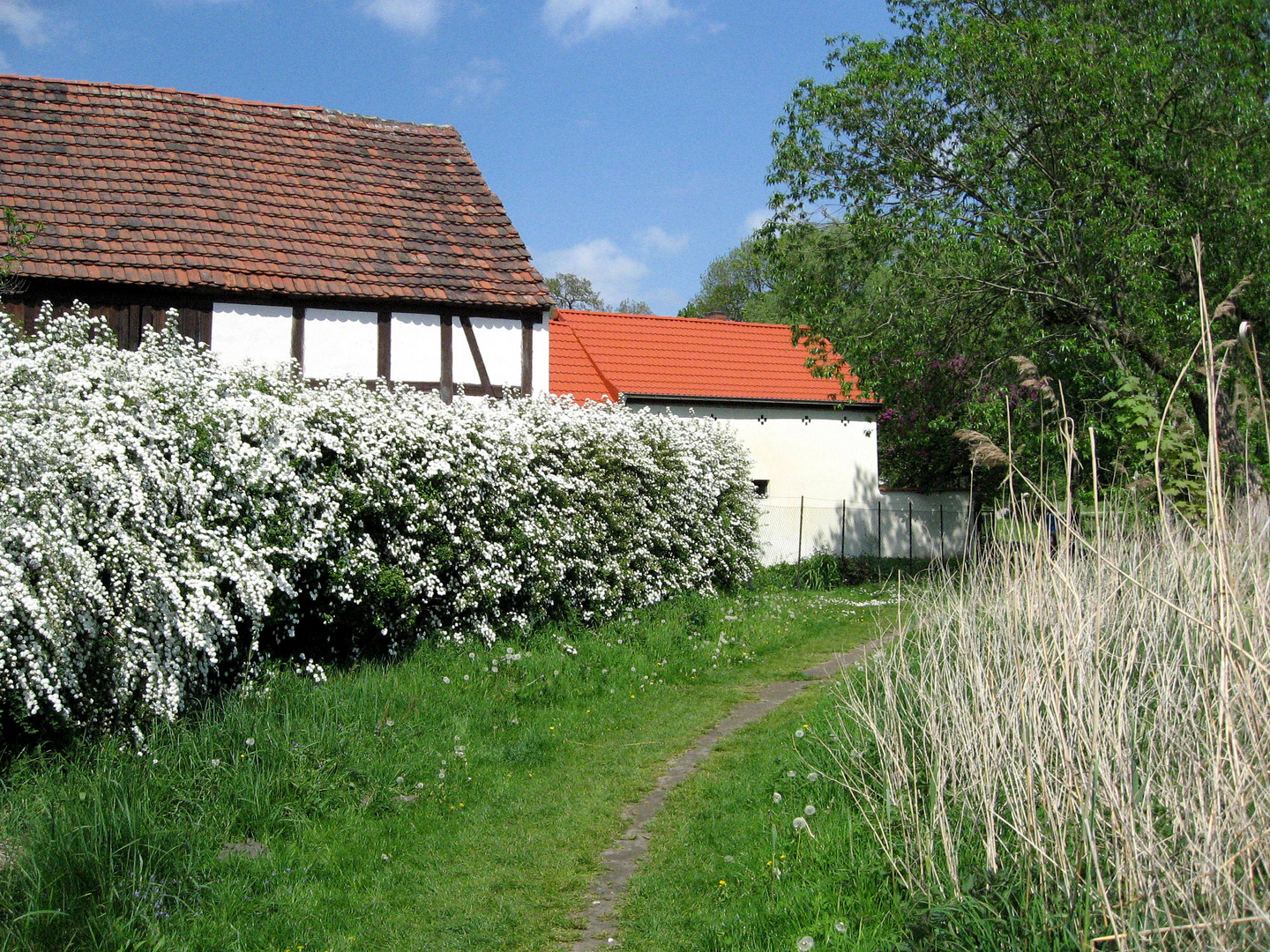 Blütenhecke