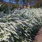 Blütenhecke