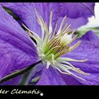 Blütenherz der Clematis