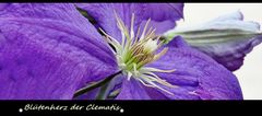 Blütenherz der Clematis