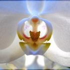 Blütenherz Orchidee