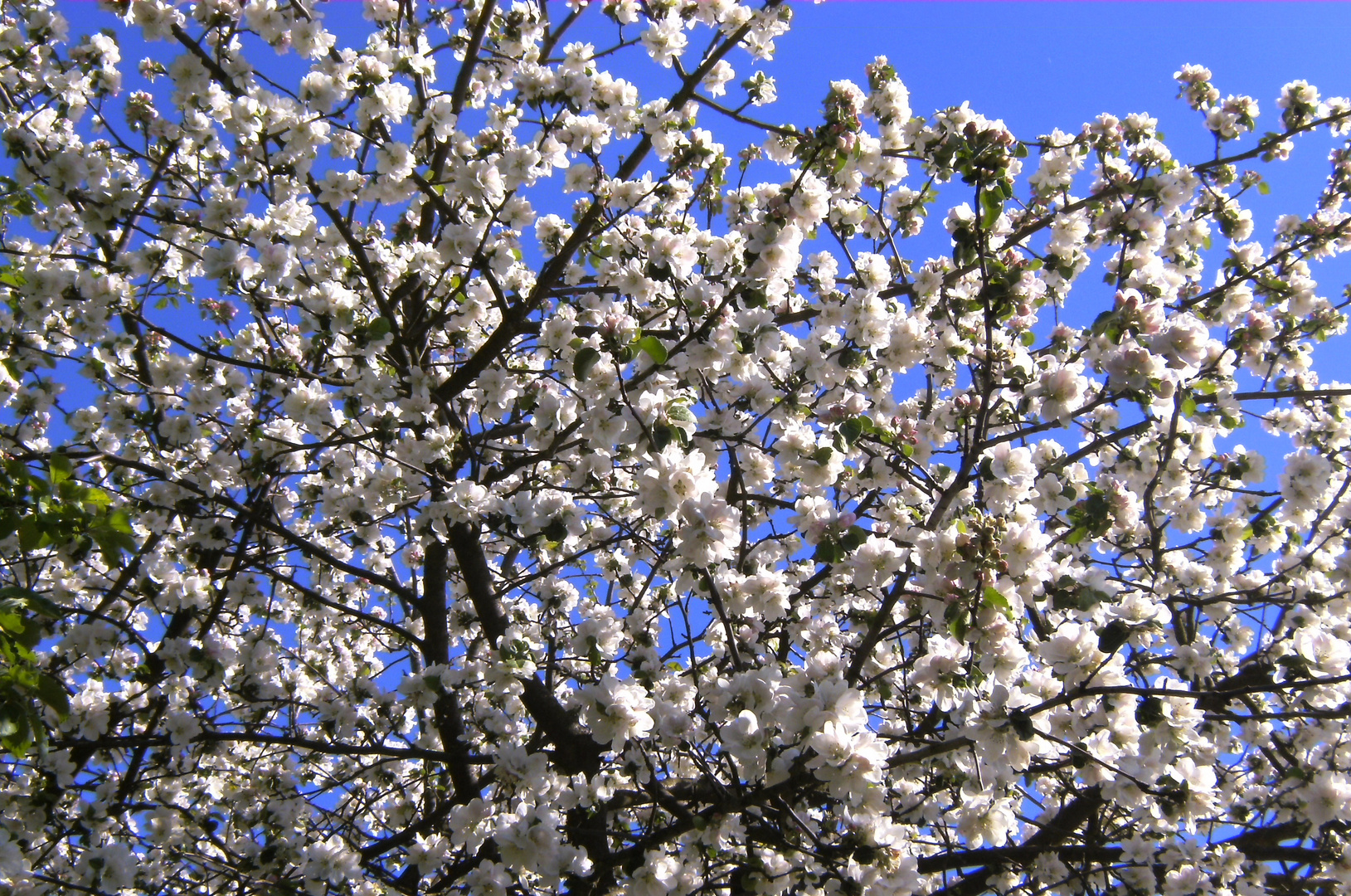 Blütenhimmel