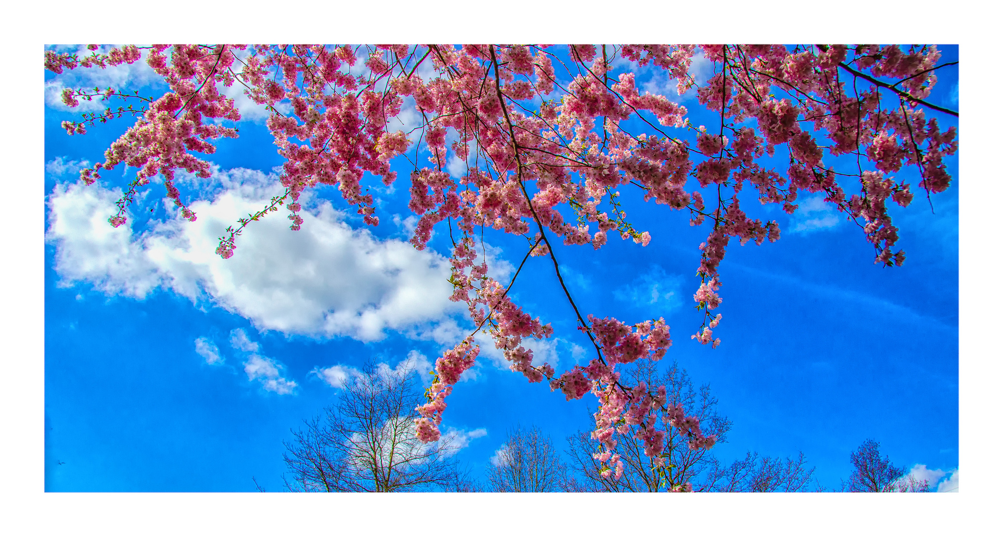 Blütenhimmel