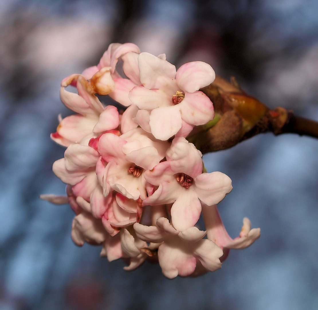 Blüten...im Januar