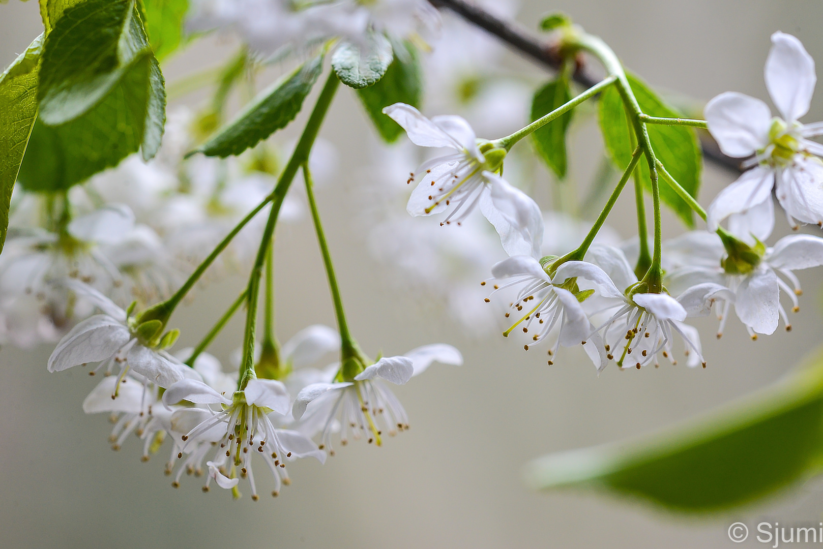 Blütenimpression im Frühling