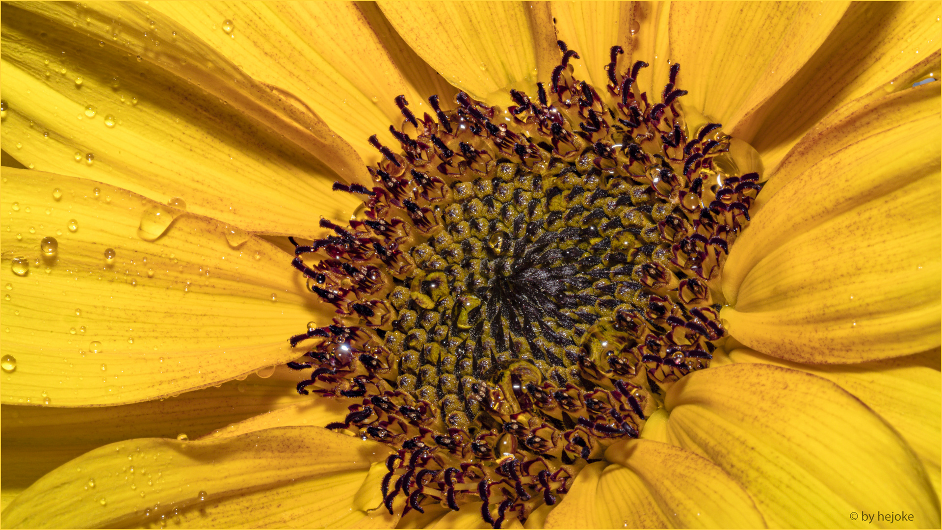 Blüteninnere Sonnenblume 3