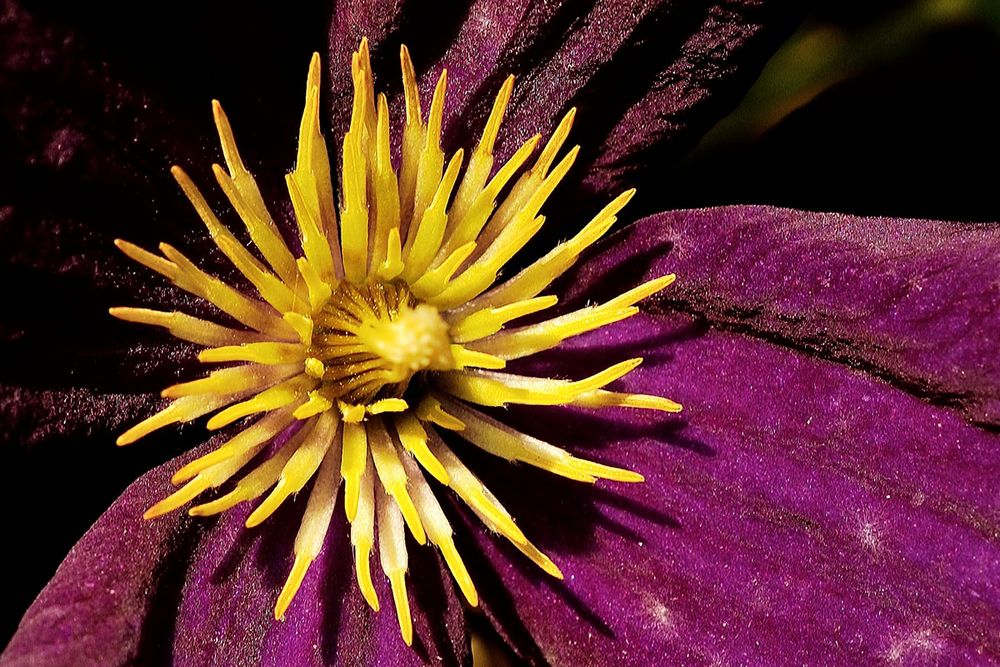 Blüteninneres einer Clematis