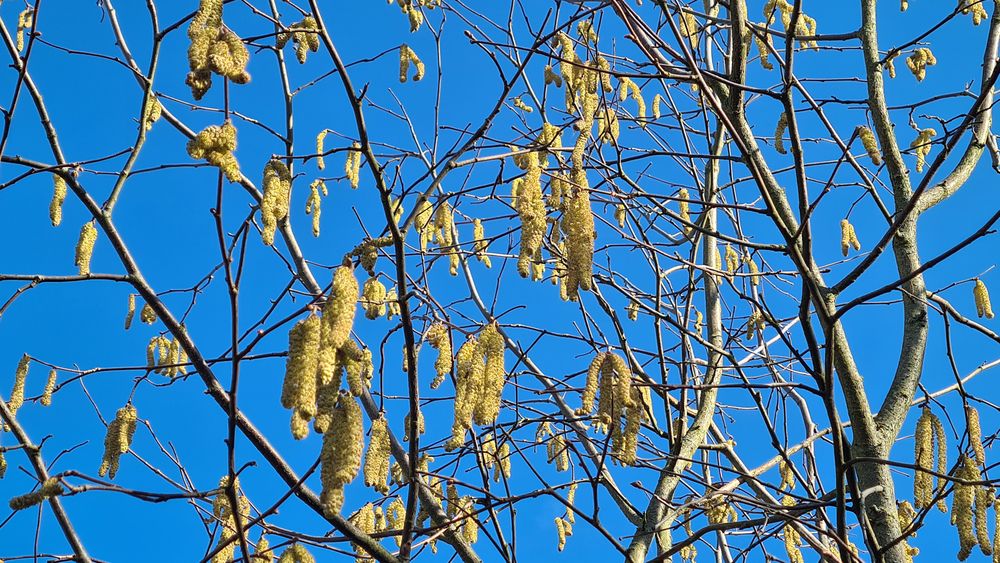 Blütenkätzchen