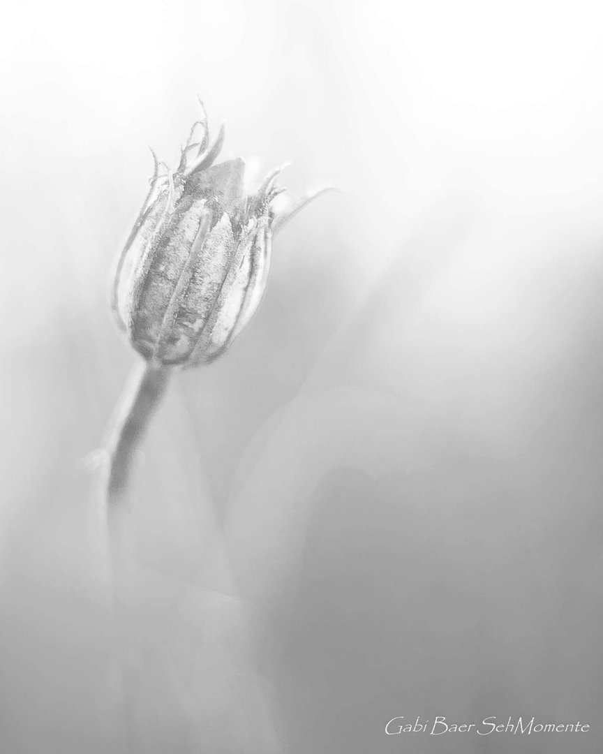 Blütenkapsel Cosmea