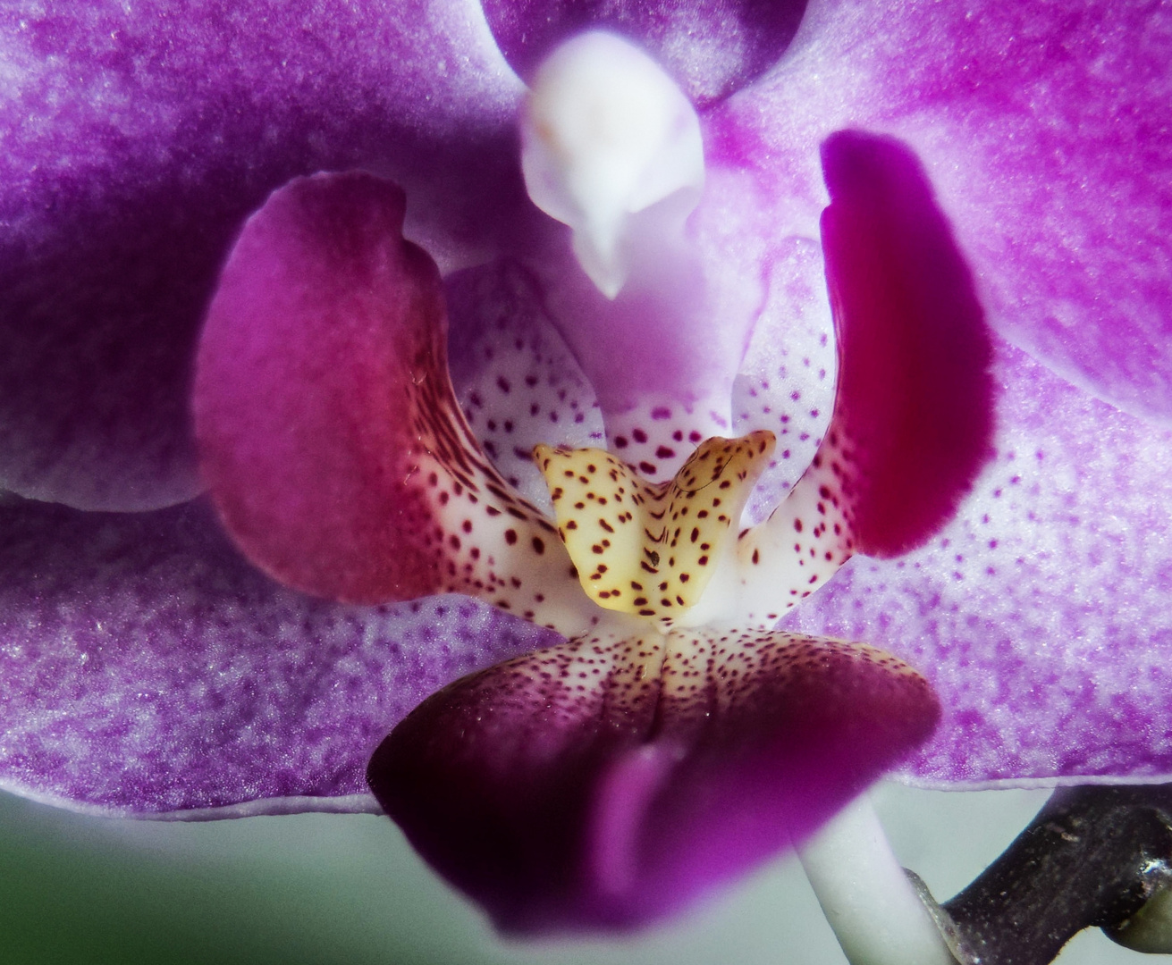 Blütenkelch einer  Orchidee 