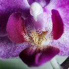 Blütenkelch einer  Orchidee 