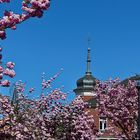 Blütenkirsche in Leichlingen