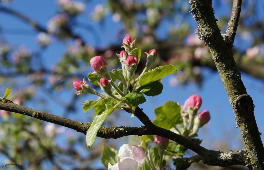 ' Blütenkknospen'