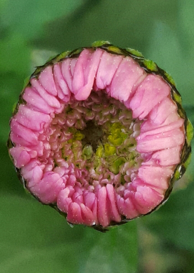 Blütenknospe der Aster 