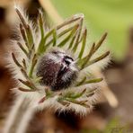 Blütenknospe der "Kuh- oder auch Küchenschelle" ( Pulsatilla pratensis )