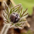 Blütenknospe der "Kuh- oder auch Küchenschelle" ( Pulsatilla pratensis )