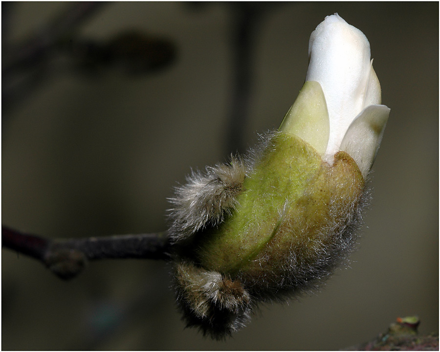 Blütenknospe der Magnolie