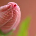 Blütenknospe Hibiskus