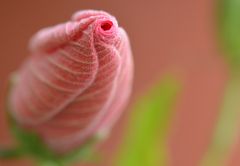 Blütenknospe Hibiskus