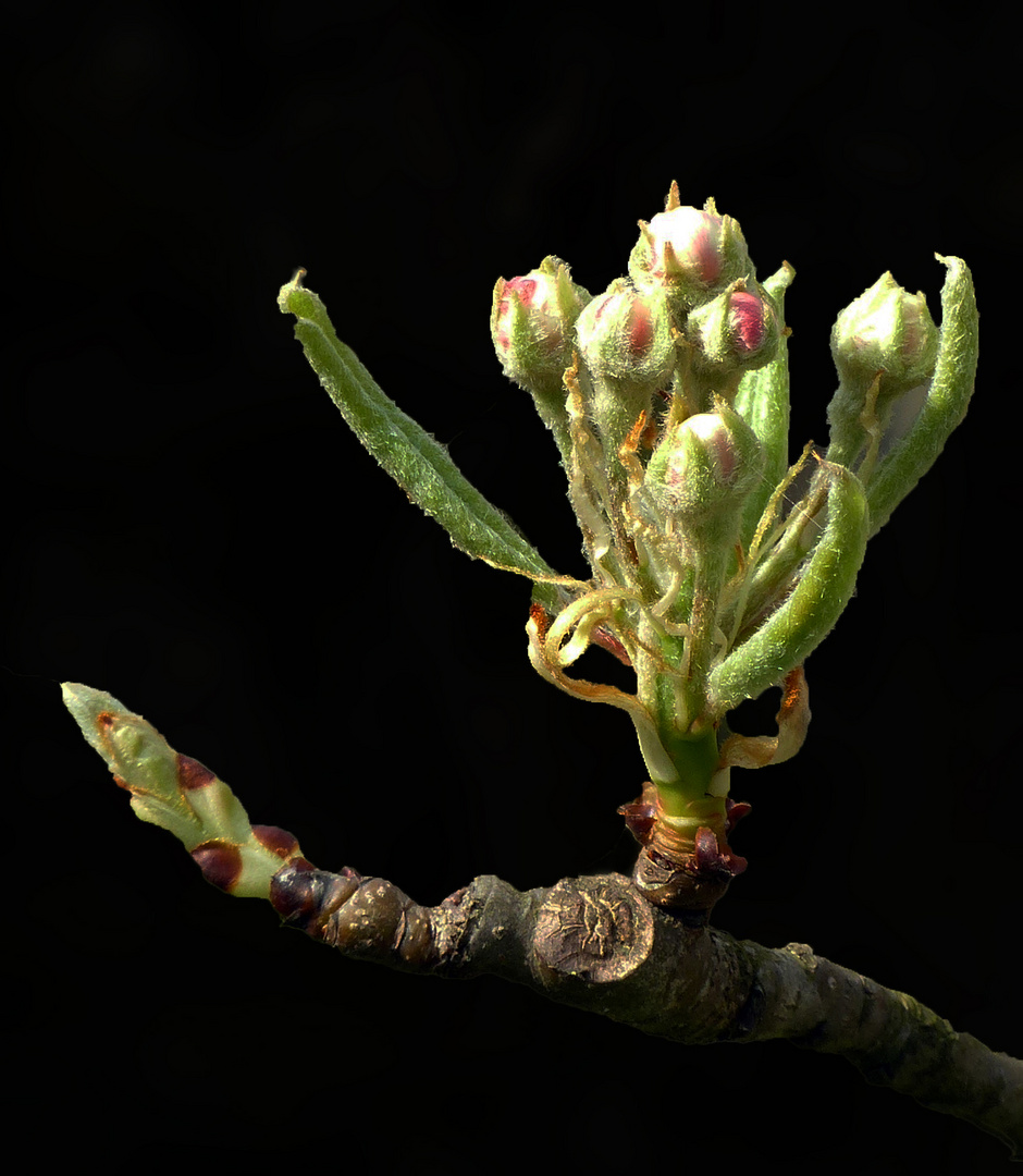 Blütenknospen am Birnbaum