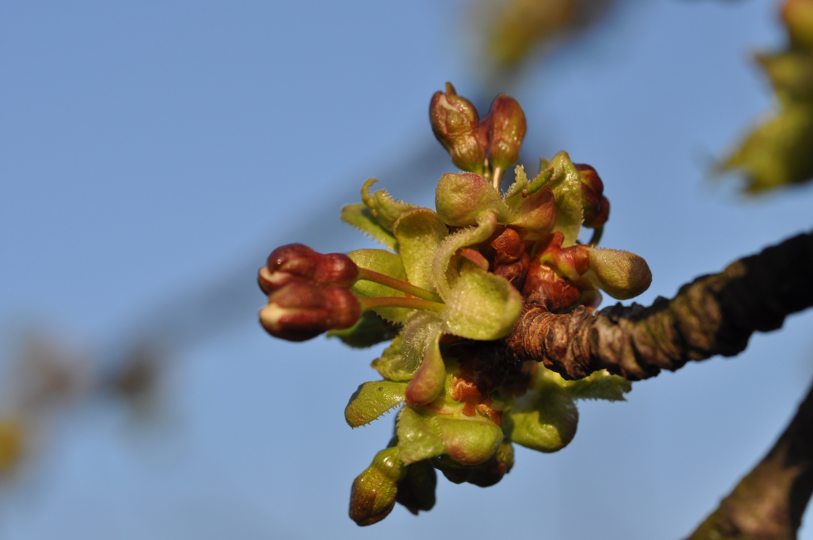 Blütenknospen an einem Kirschbaum