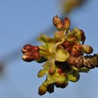 Blütenknospen an einem Kirschbaum