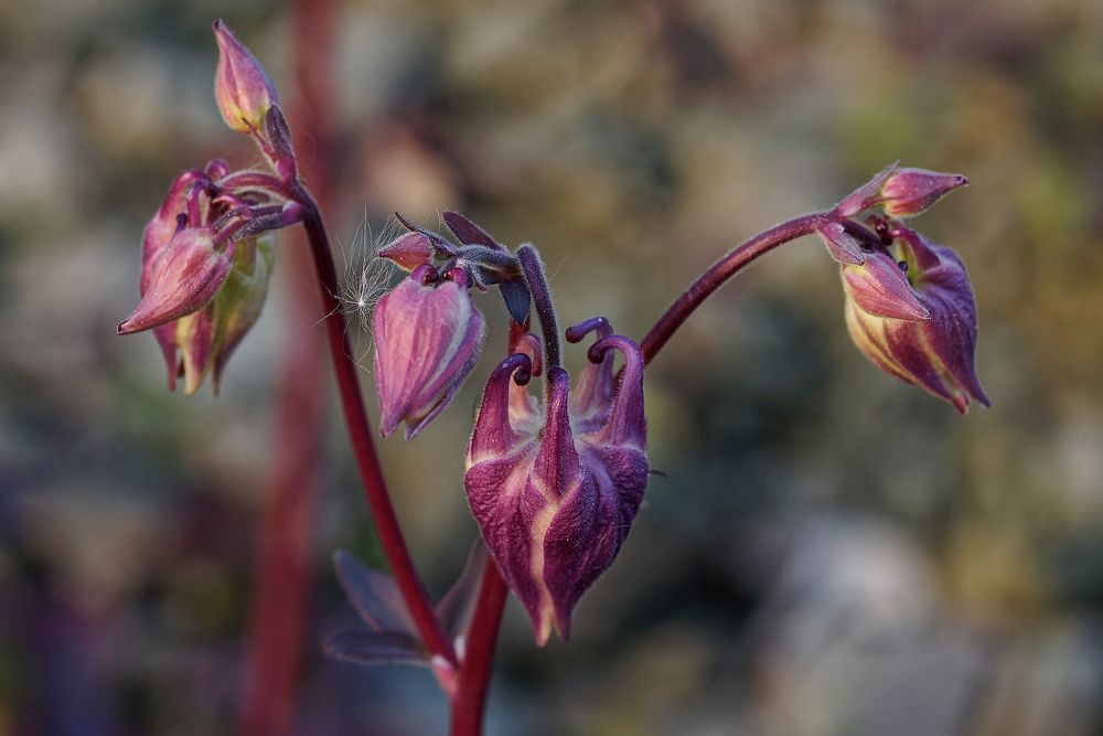 Blütenknospen der Akelei (Aquilegia)