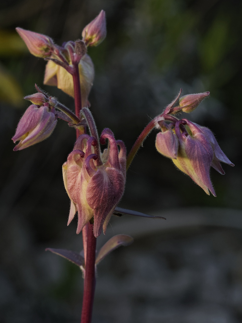 Blütenknospen der Akelei (Aquilegia) in der tiefstehenden Abendsonne