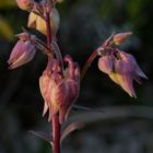 Blütenknospen der Akelei (Aquilegia) in der tiefstehenden Abendsonne