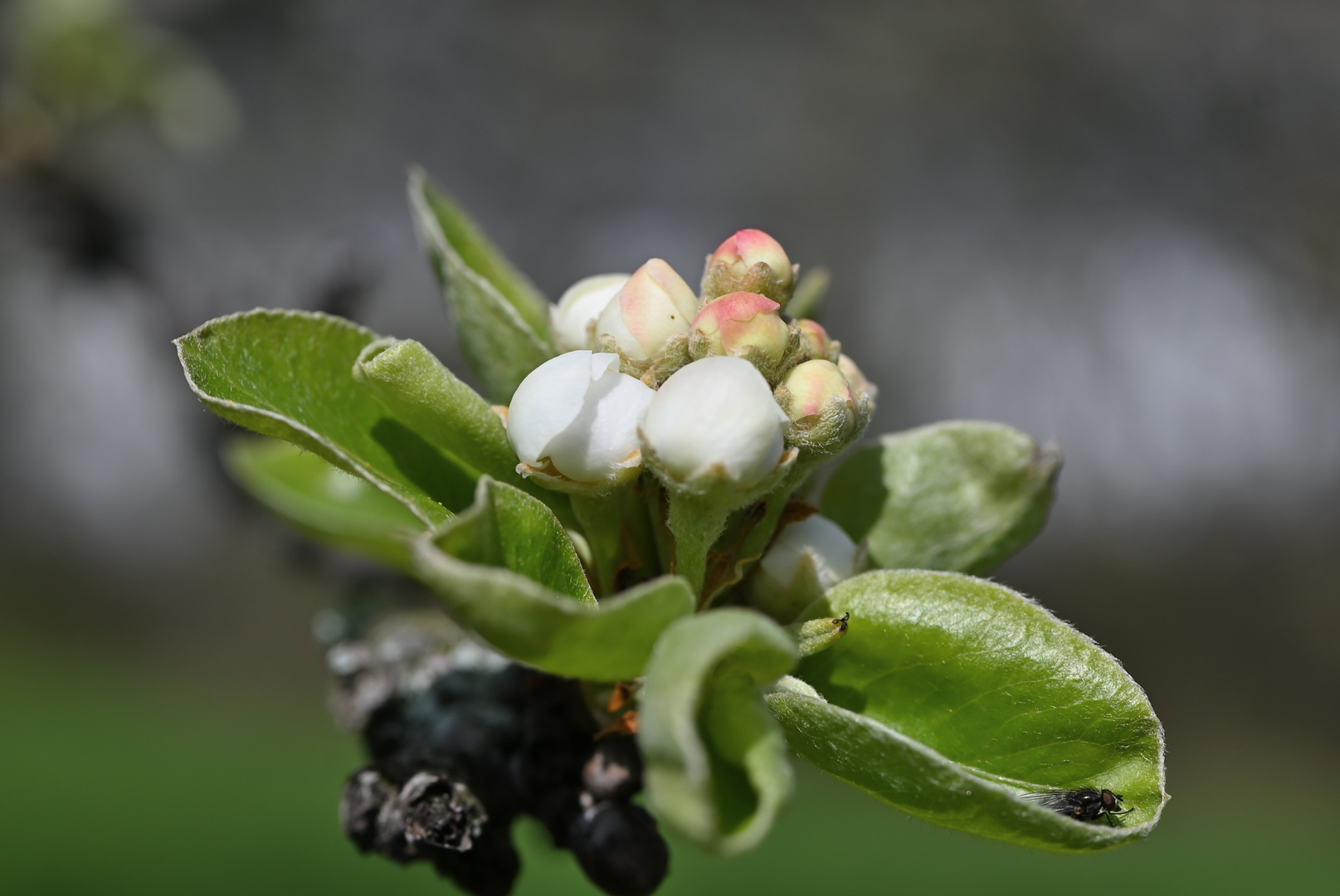 Blütenknospen des Apfelbaumes...