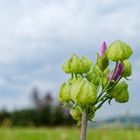 Blütenknospen einer Rosen-Malve