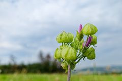 Blütenknospen einer Rosen-Malve