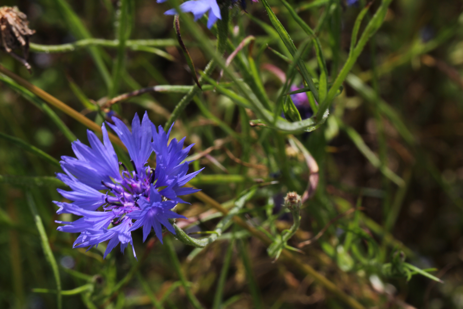 Blüten,Kornblume,Feld und Wald