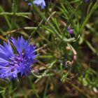 Blüten,Kornblume,Feld und Wald