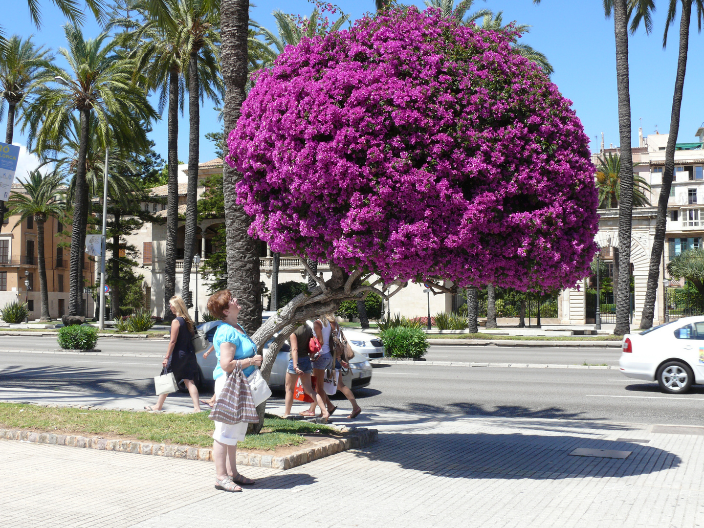 blüten"kugel" an der hafenpromenade in Palma de Mallorca-juni 2013