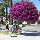 blüten"kugel" an der hafenpromenade in Palma de Mallorca-juni 2013