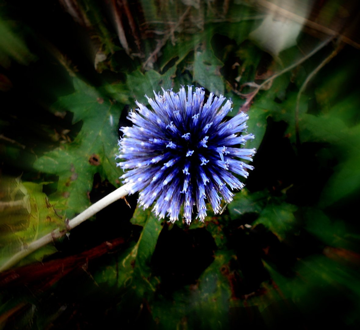 Blütenkugel in Blau