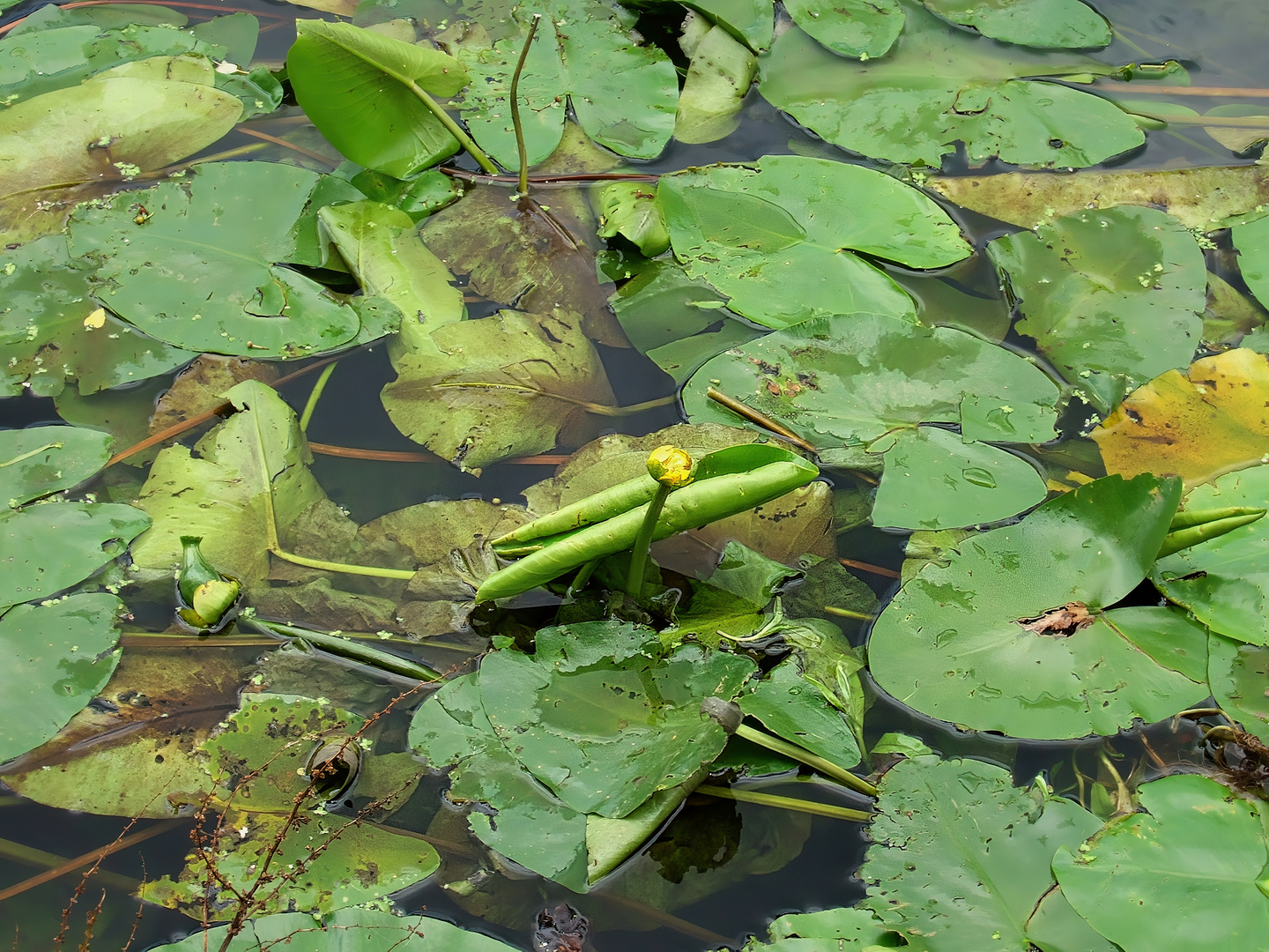 Blütenkugeln am Mühlengraben