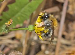  Blütenkuscheln