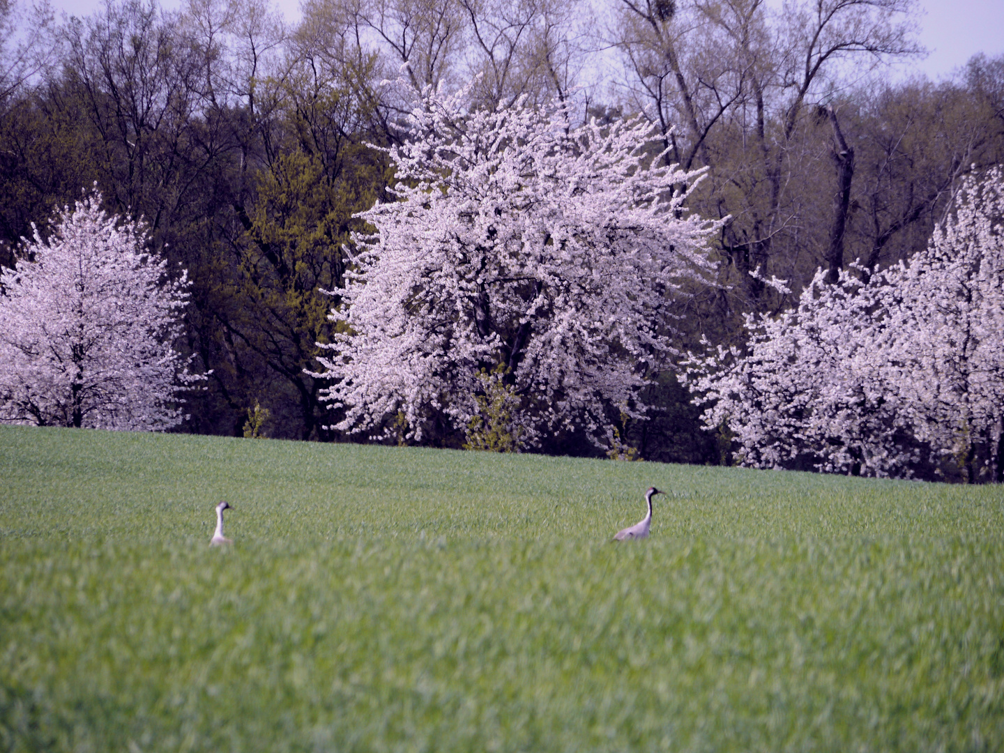 Blütenlandschaft mit Kranichen