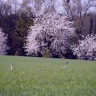 Blütenlandschaft mit Kranichen