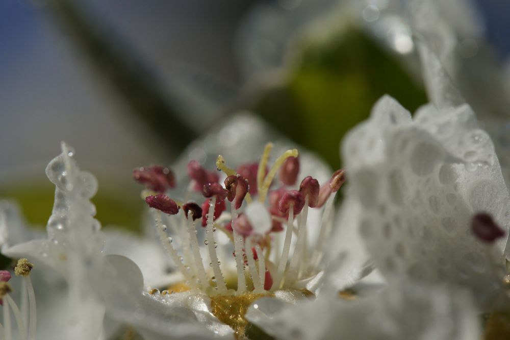 Blütenmärchen von  Bernhard Fuchs