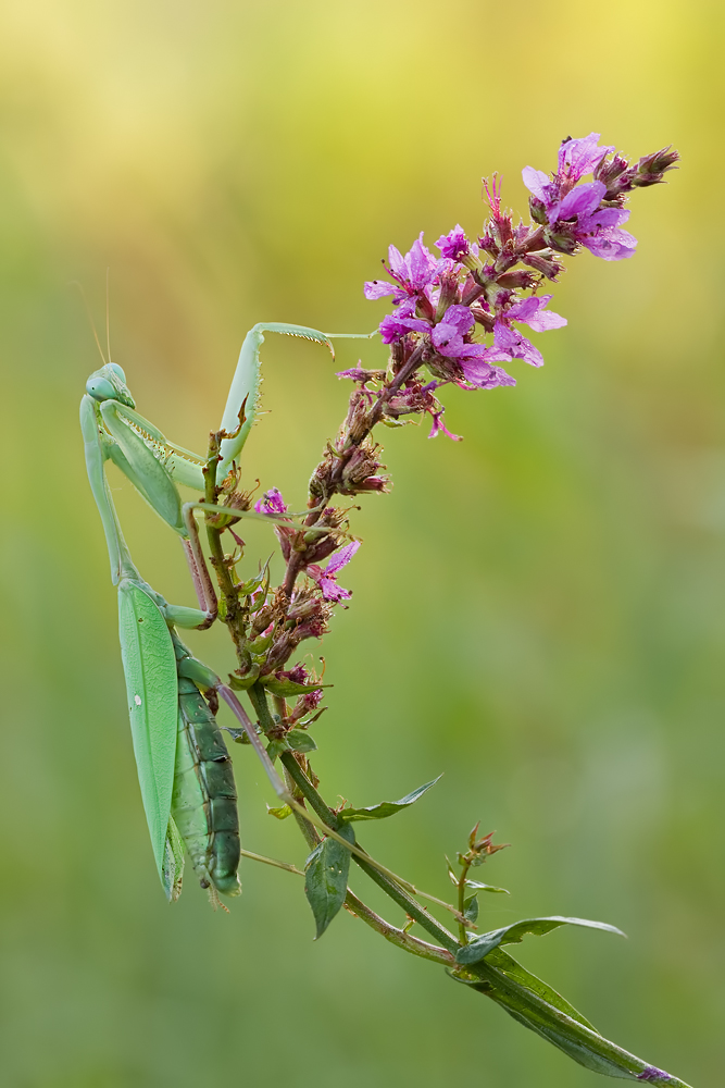 Blütenmantis ?