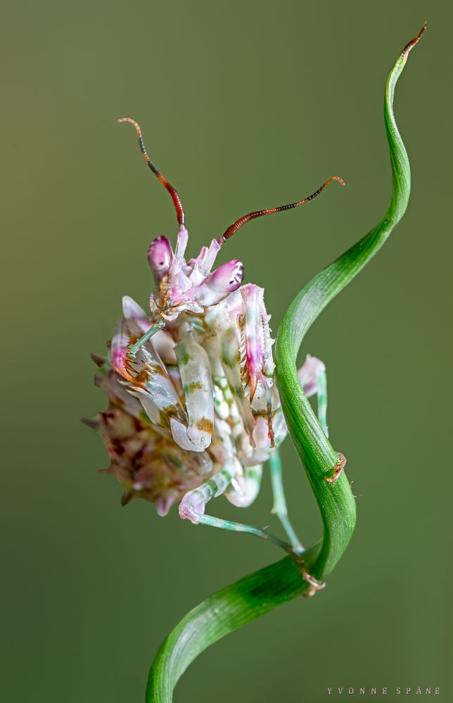 Blütenmantis