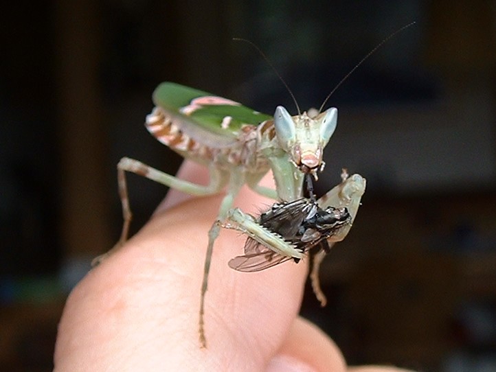 Blütenmantis (Creobroter pictipennis)