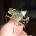 Blütenmantis (Creobroter pictipennis)